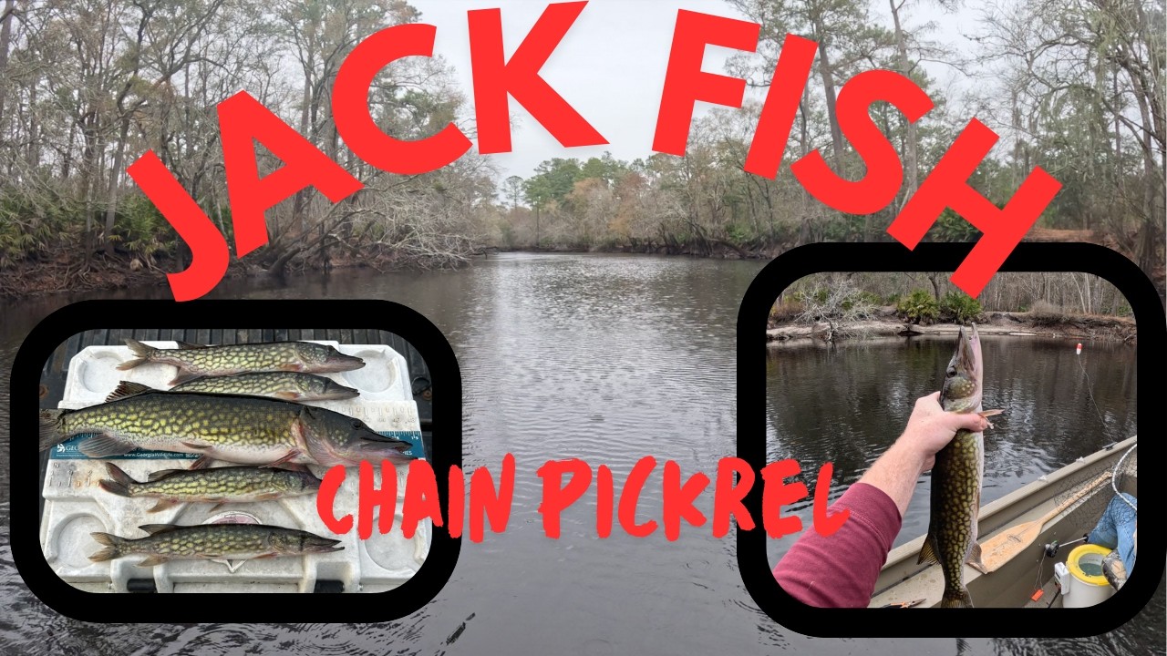 Satilla River Jack Fish/Chain Pickerel!! (Catch Clean Cook)