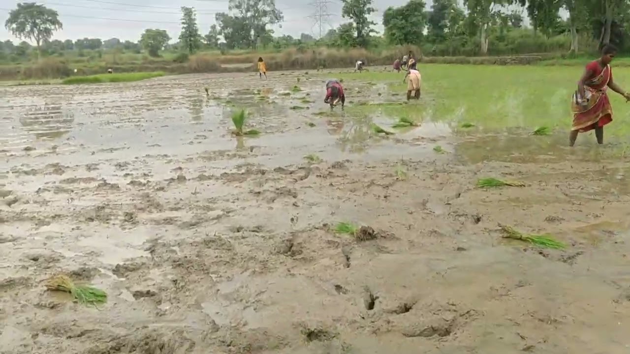 dhan jaga huchee||❤️🌺🌼#viralvideo #youtubevlogs #ORIGNIC FRAM GUDIGAON