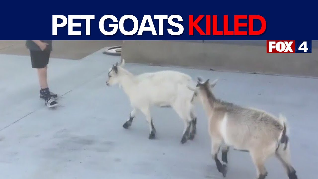 Texas family seeks answers after pet goats killed