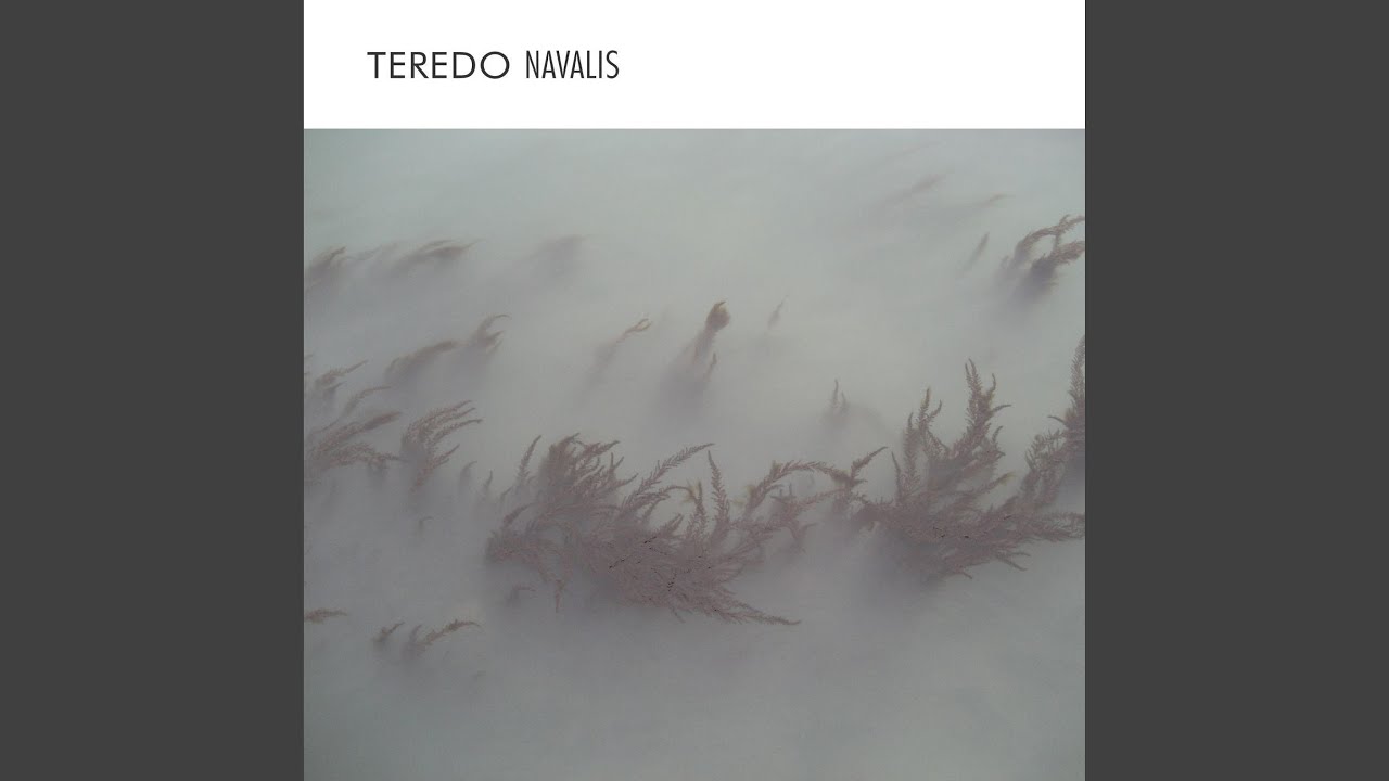 Teredo navalis (ii)