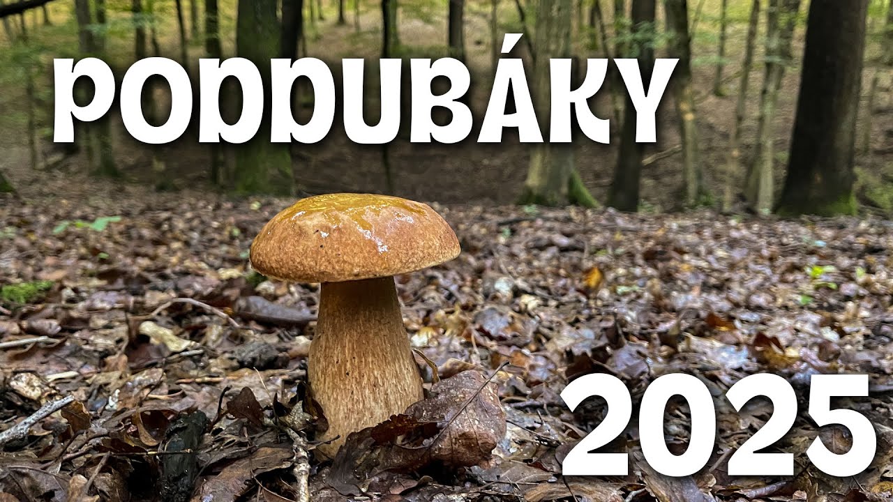 PODDUBÁKY 2025 - Grzyby - Hřiby 2025