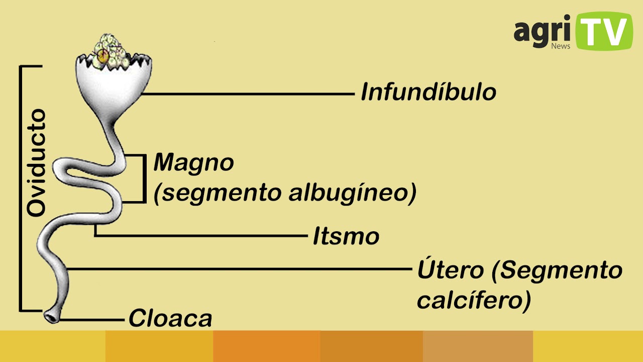 ¿Cómo se forma el HUEVO?