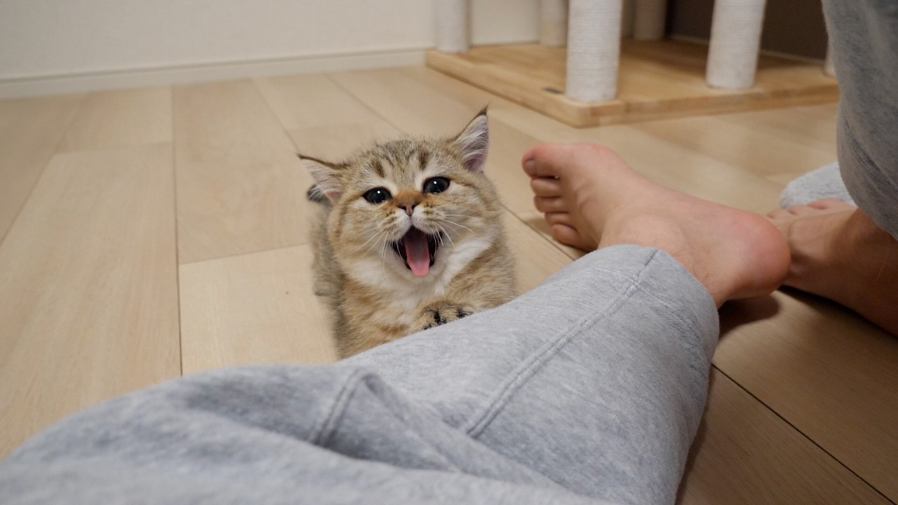 When I lie on my back, the friendly kitten Choco is on my stomach!