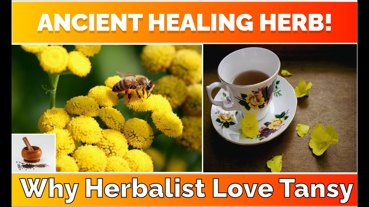 Tansy: The Surprising Health Benefits & Everyday Uses You Never Knew!