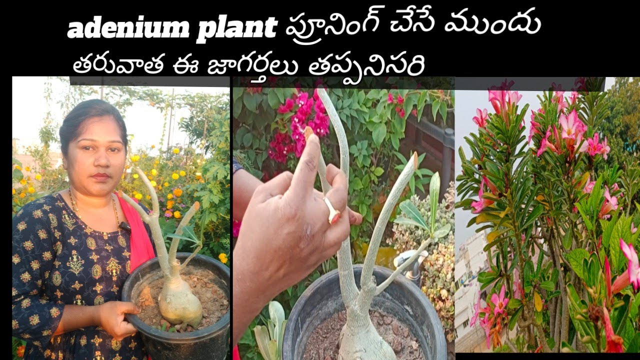Adenium pruning | Best Time to prune Adenium plant | In Telugu