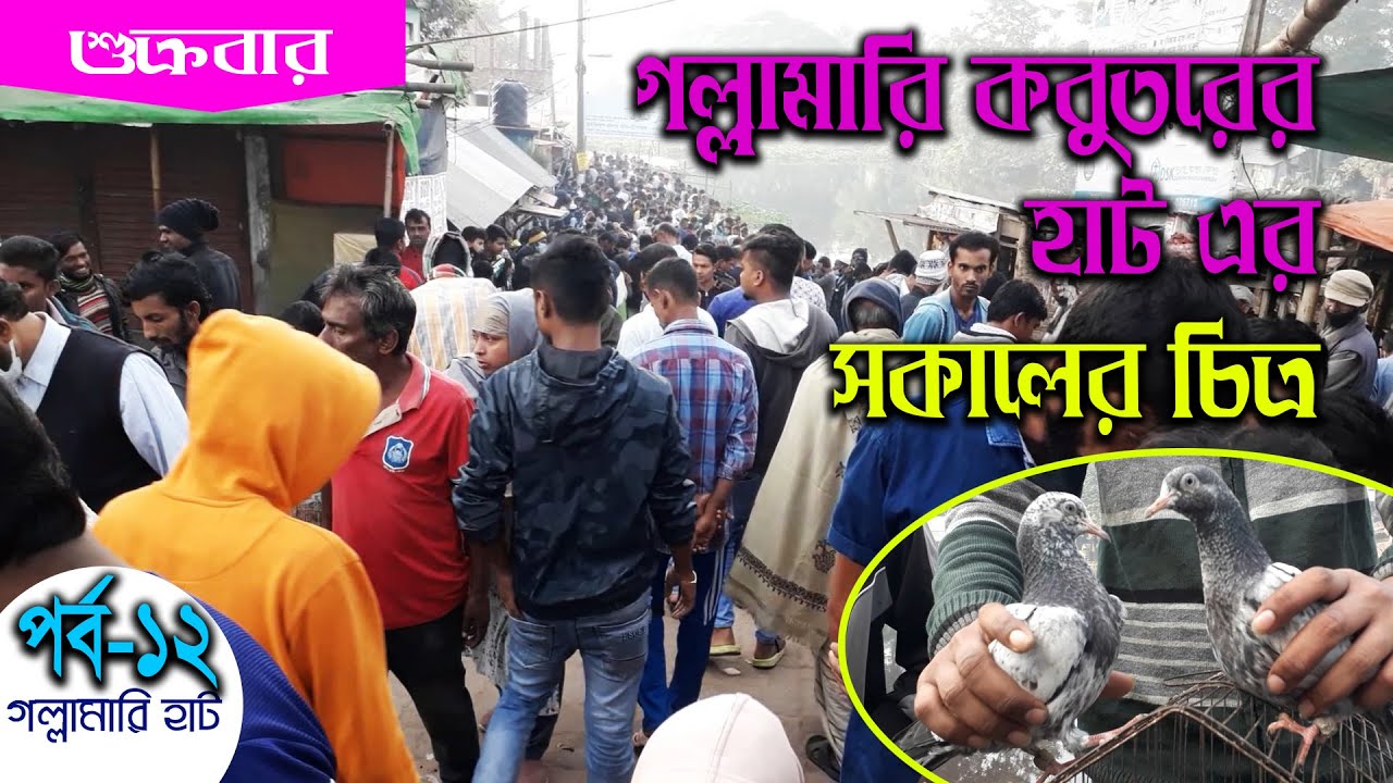 গল্লামারি কবুতরের হাট (পর্ব-১২)।। Pigeon Market in Khulna Gollamari