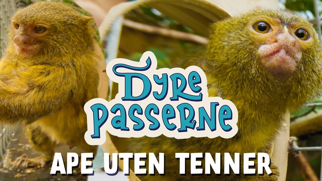 Ape uten tenner - Dyrepasserne S14 E03