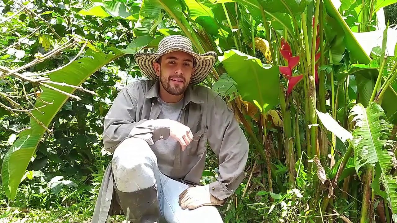 COSECHANDO EL BAMBUCO  Capítulo 1  Nacimiento del Bambuco Colombiano
