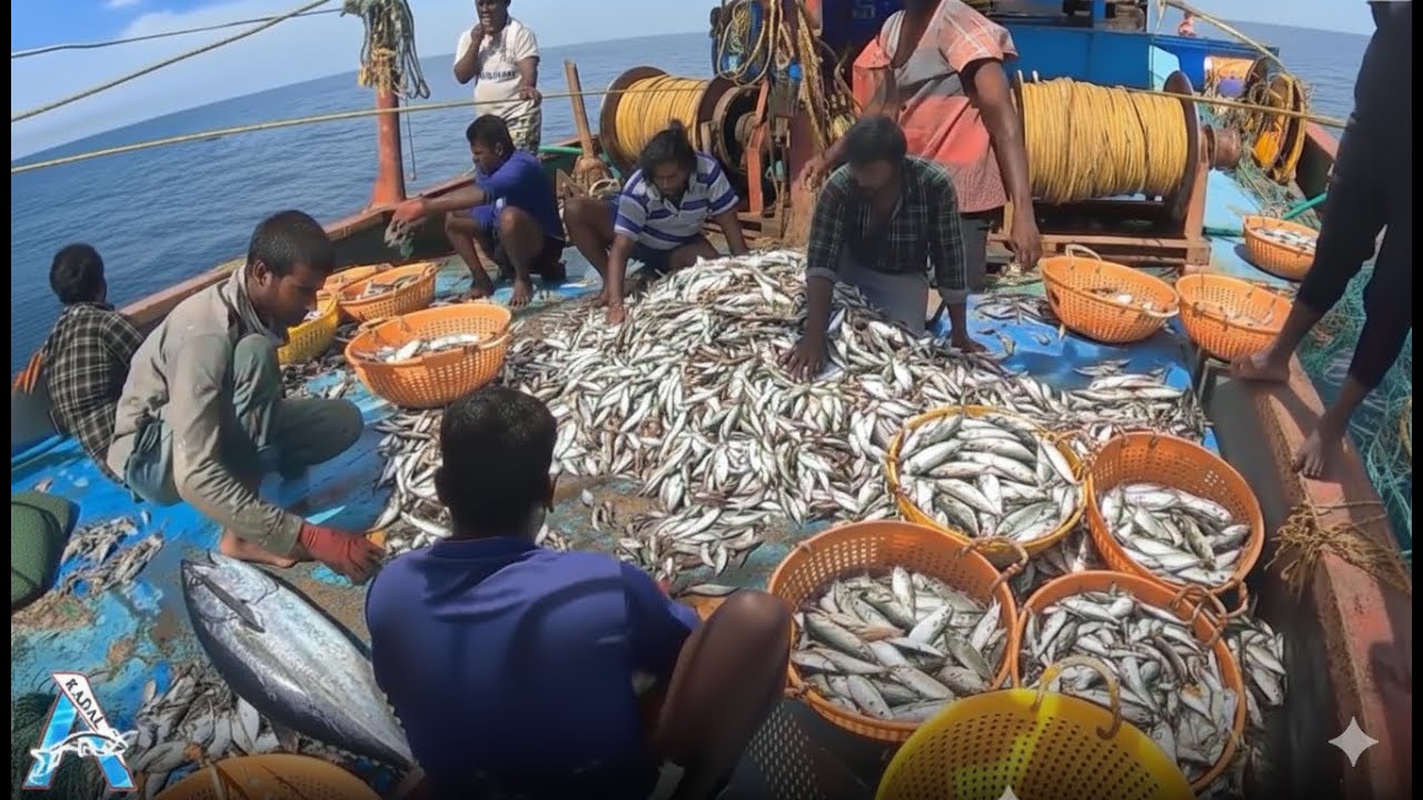 The Eighth Day We Stayed In The Deep Sea And Caught A Lot Of Big Fishes