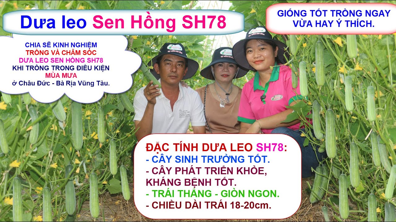 Chia sẽ kinh nghiệm trồng và chăm sóc Dưa leo Sen Hồng SH78, Trồng  Mùa mưa ở Châu Đức - Bà Rịa VT.