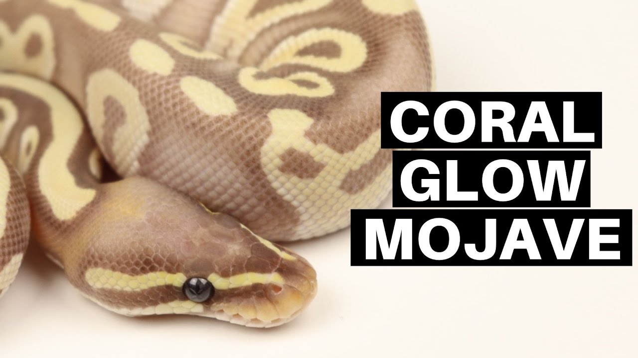 Morph Guide #13: The Coral Glow Mojave Ball Python - Benjamin's Exotics