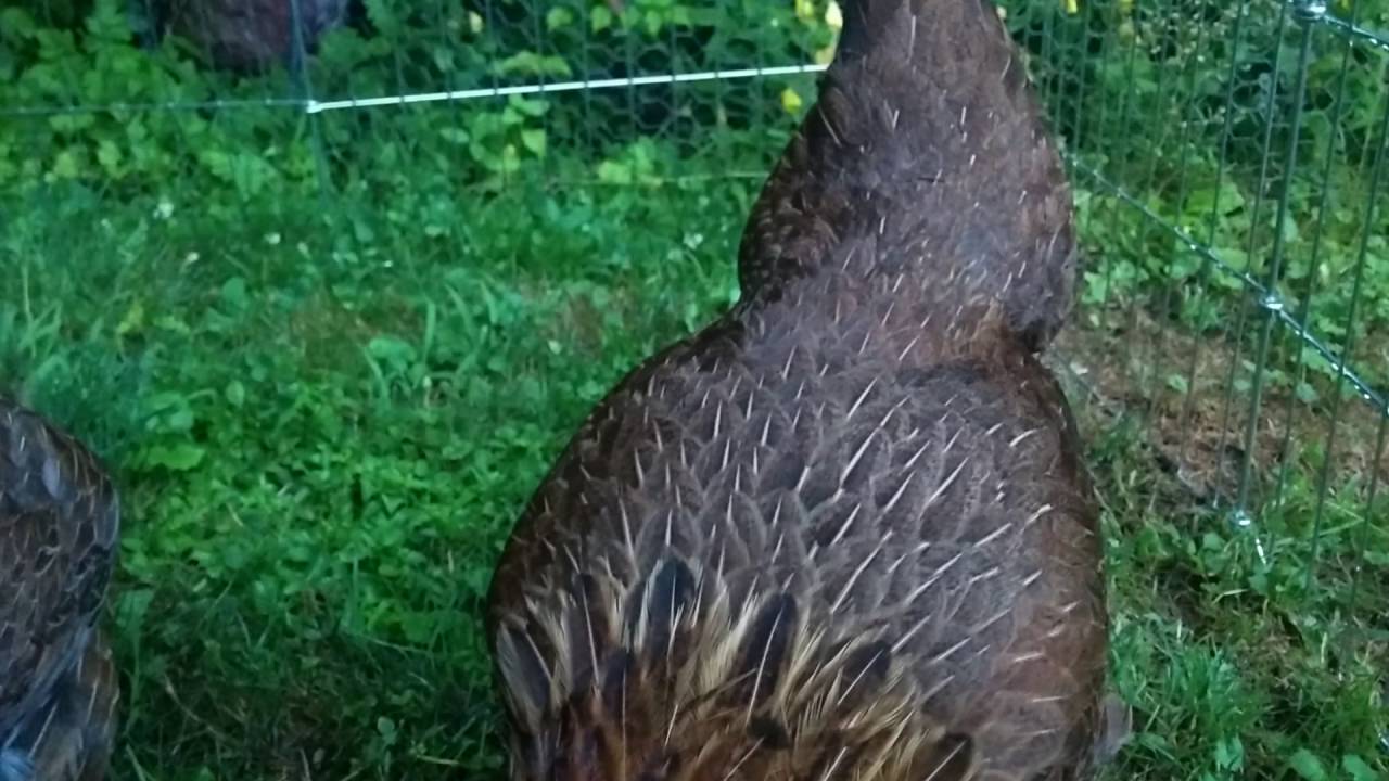 Clucking Chickens