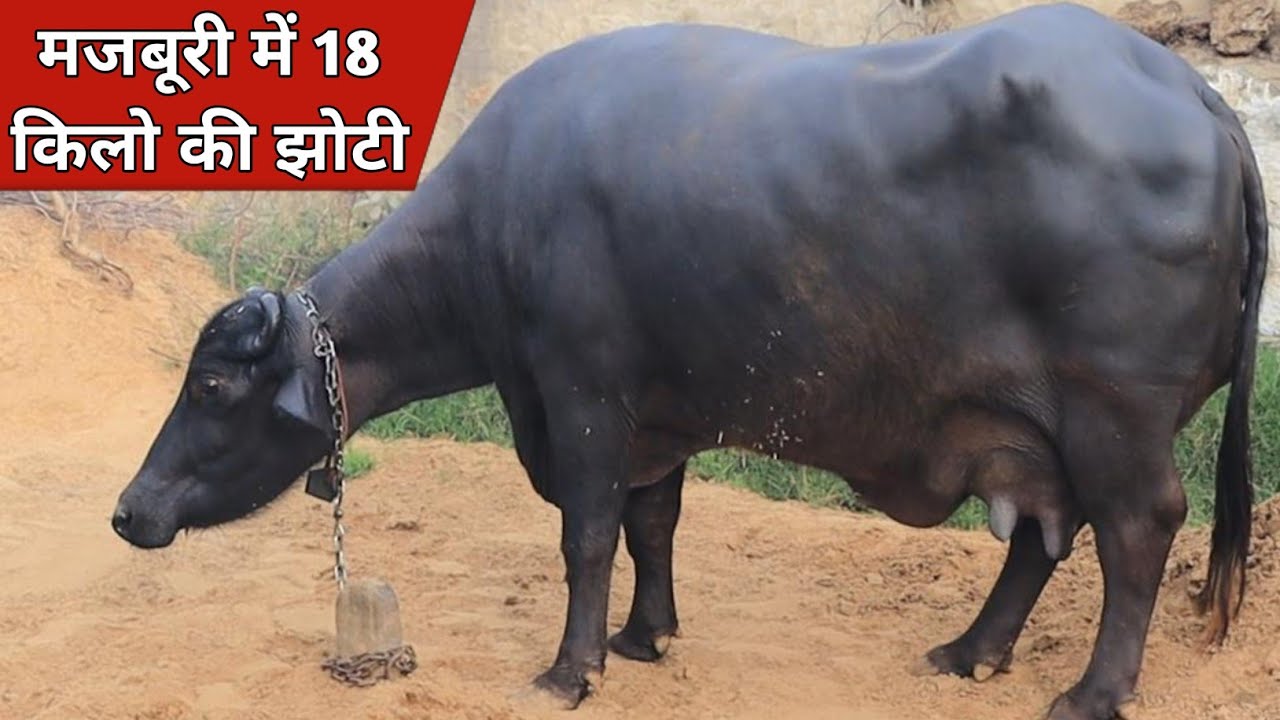 मजबूरी में 18 किलो दूध की झोटी, बिक्री के लिए उपलब्ध | Jitender Rambass, MahenderGarh (9416907749)