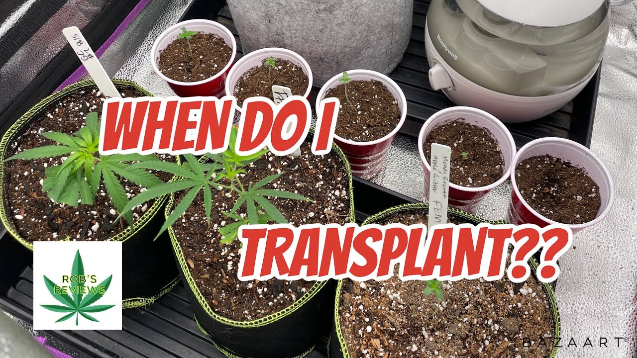 When do I transplant my cannabis plants!  + WEEKLY UPDATE!