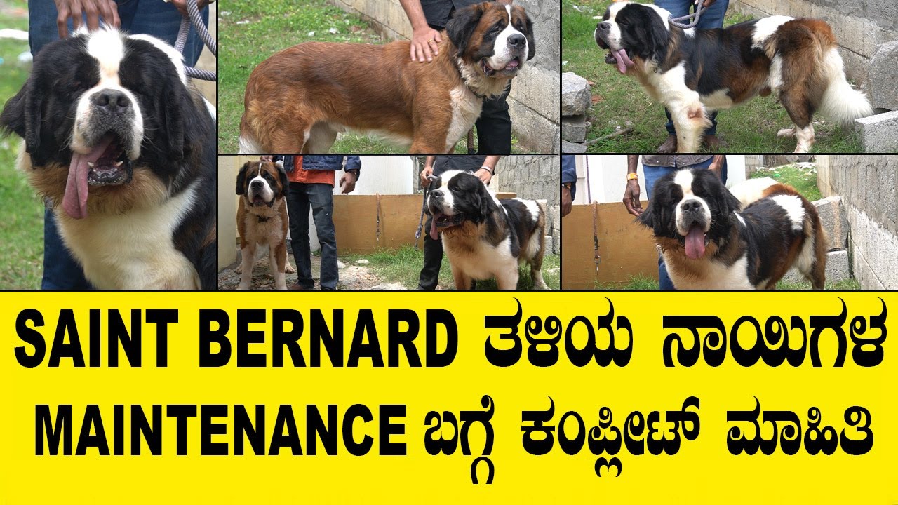 SAINT BERNARD ತಳಿಯ ನಾಯಿಗಳ ಬಗ್ಗೆ ಕಂಪ್ಲೀಟ್ ಮಾಹಿತಿ...saint bernard stud dogs