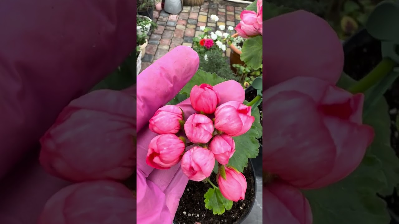 #пеларгонии #сорт #герань #flowers