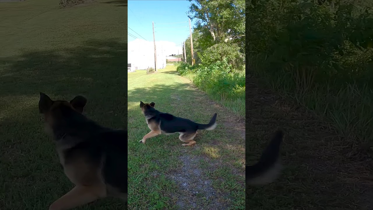 German Shepherd vs Drone