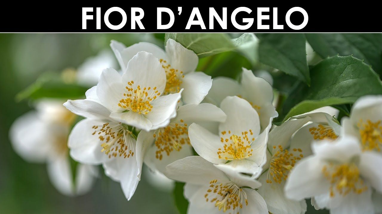 Gli Appunti dell'Erbenauta - FILADELFO O FIORE D'ANGELO