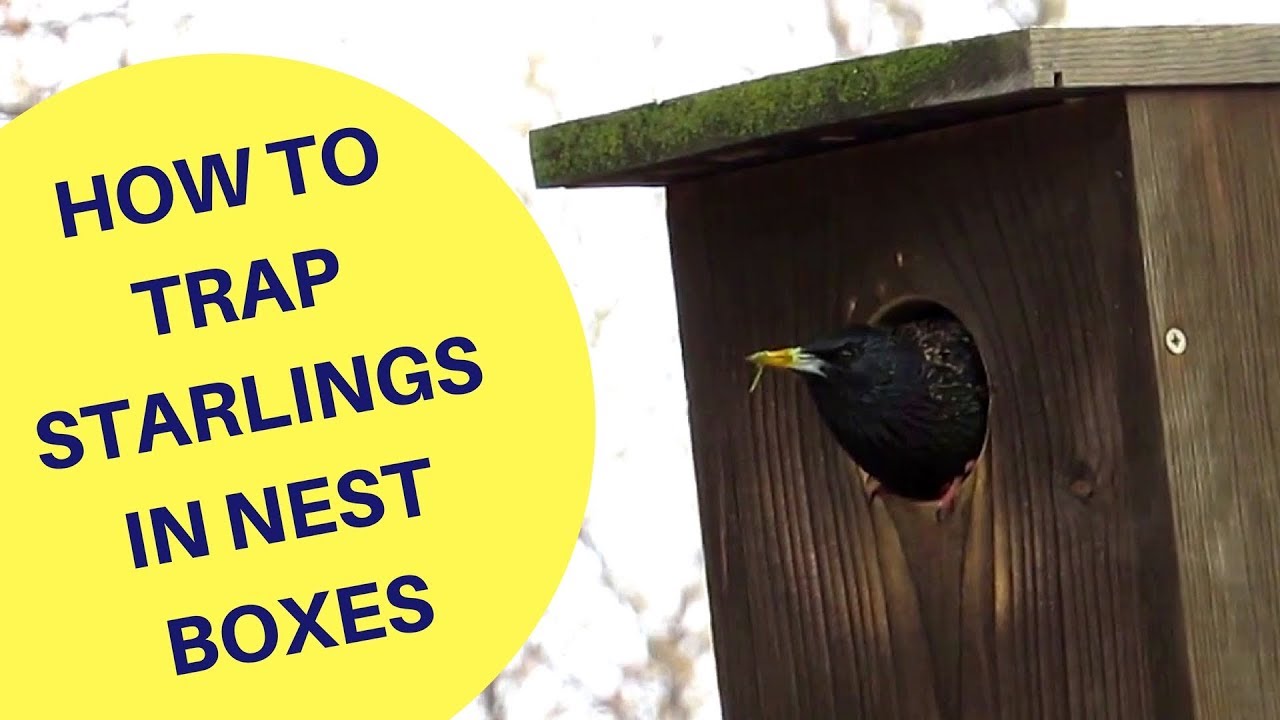 How to Trap Starlings in a Nest Box 2018