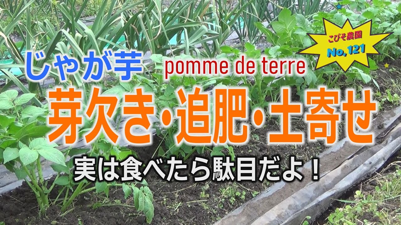 芽欠き・追肥・土寄せ こびそ農園 No,121