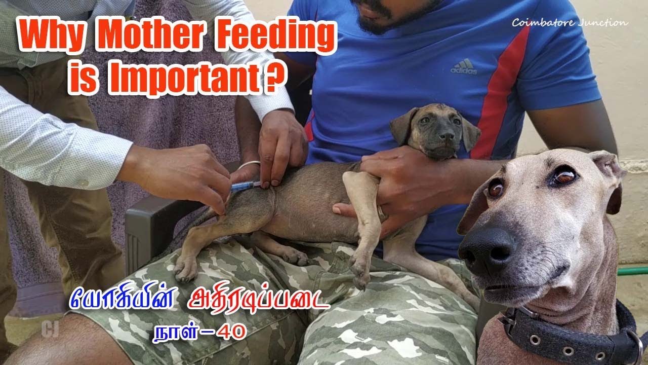 Importance of Mother Feeding ! Yogi & Sullan Health Condition - Day 40 அடுத்து வரும் அதிரடிகள் என்ன?