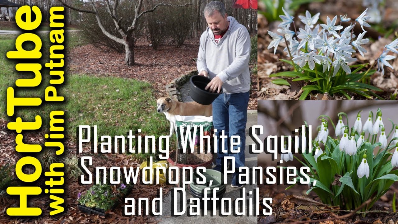 Planting White Squill, Snowdrops, Pansies, and Daffodils🌼💮