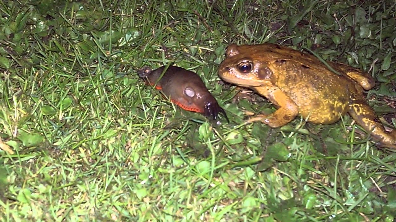 Frog vs slug