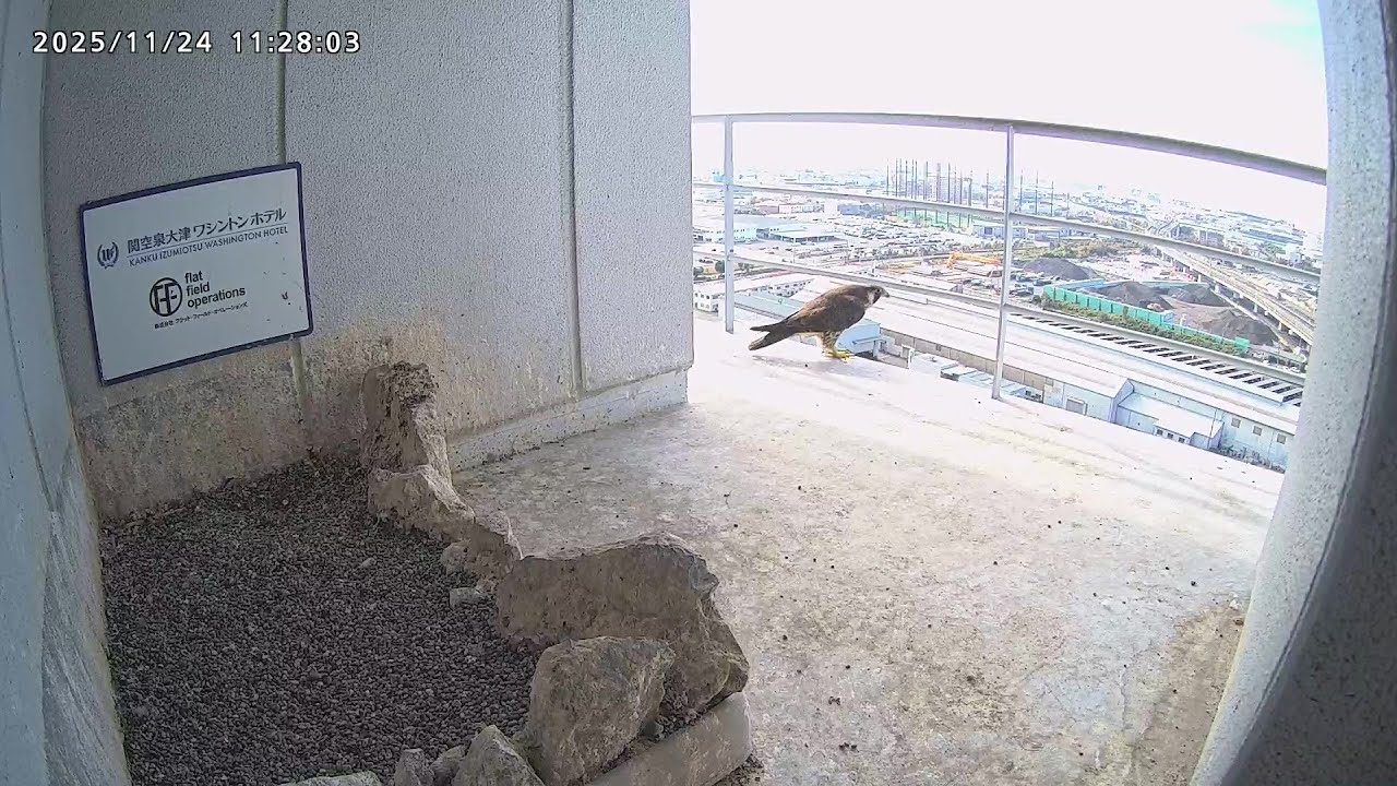 2025-11-24  (11:26) Juvenile Den is back/ 幼鳥デンちゃんが巣階に！