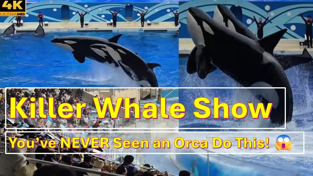 Shanghai Orca Show 4K 🐋 | Killer Whale Spectacular at Shanghai Haichang Ocean Park #travelvlog