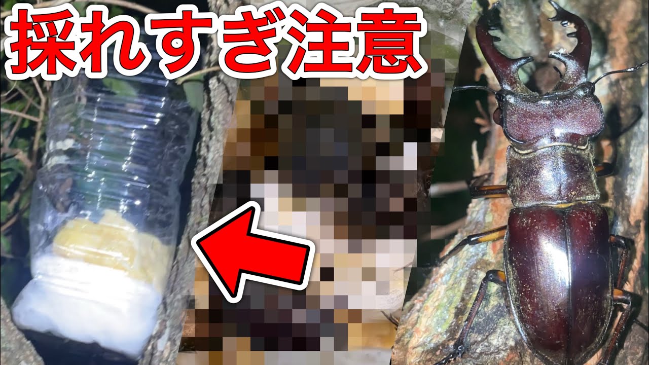 【クワガタ採集】バナナトラップでミヤマクワガタを狙ったら奇跡が起きた！