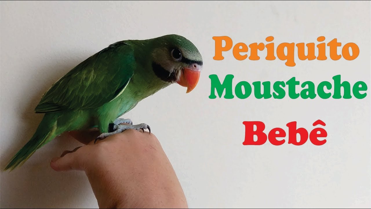 Periquito Moustache - Conhecendo a Espécie!