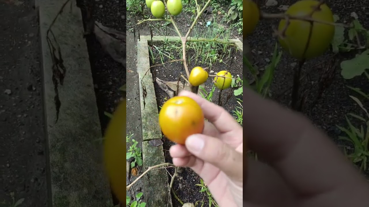 MASAK BENINGAN DENGAN SAYUR SEGAR YANG BARU DI PETIK, 