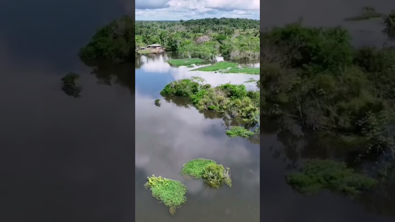Amazon rainforest  