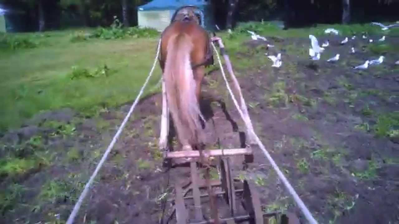 Jalo-Jussi  - A Horse with Noble Name!  Part 3  Äestys  Harrowing