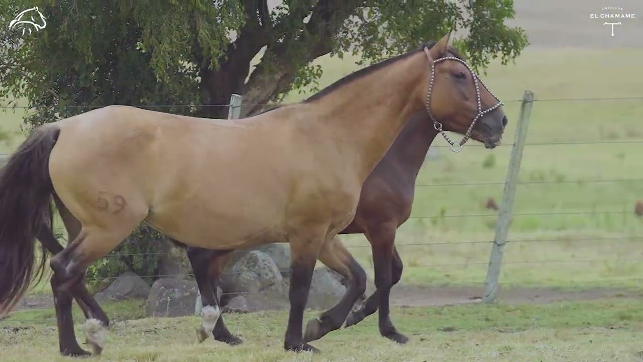 lote 30 TINTA DEL CHAMAMÉ  rp 259