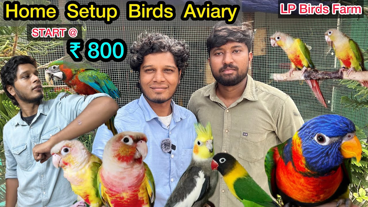 ₹800 முதல் | Tamed Birds Home Aviary | birds Farm தமிழ் | Cocktail, African LoveBirds, Conures