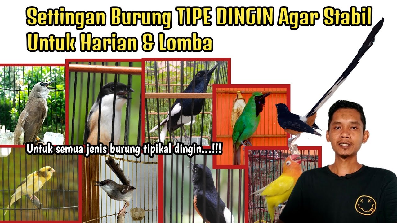 SETINGAN BURUNG TIPE DINGIN UNTUK HARIAN & LOMBA