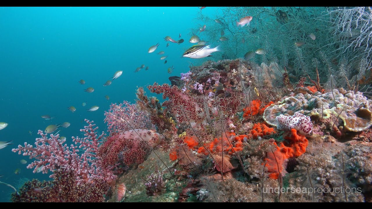 4K Underwater Indonesia: Marine Biodiversity (UltraHD Nature & Wildlife Stock Footage Demo Reel)