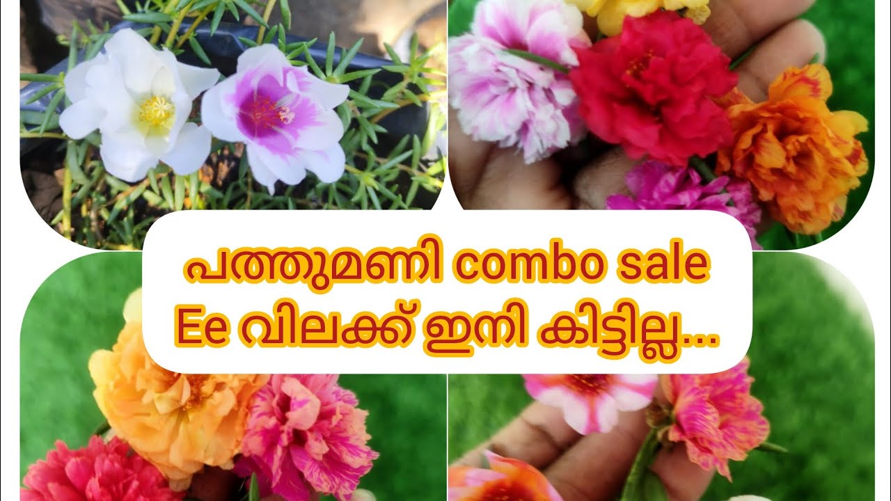 Republic day offer sale.പത്തുമണി 40 colour 200 +shipping charges watsapp 9633740695#home Garden.. 🌿🍂