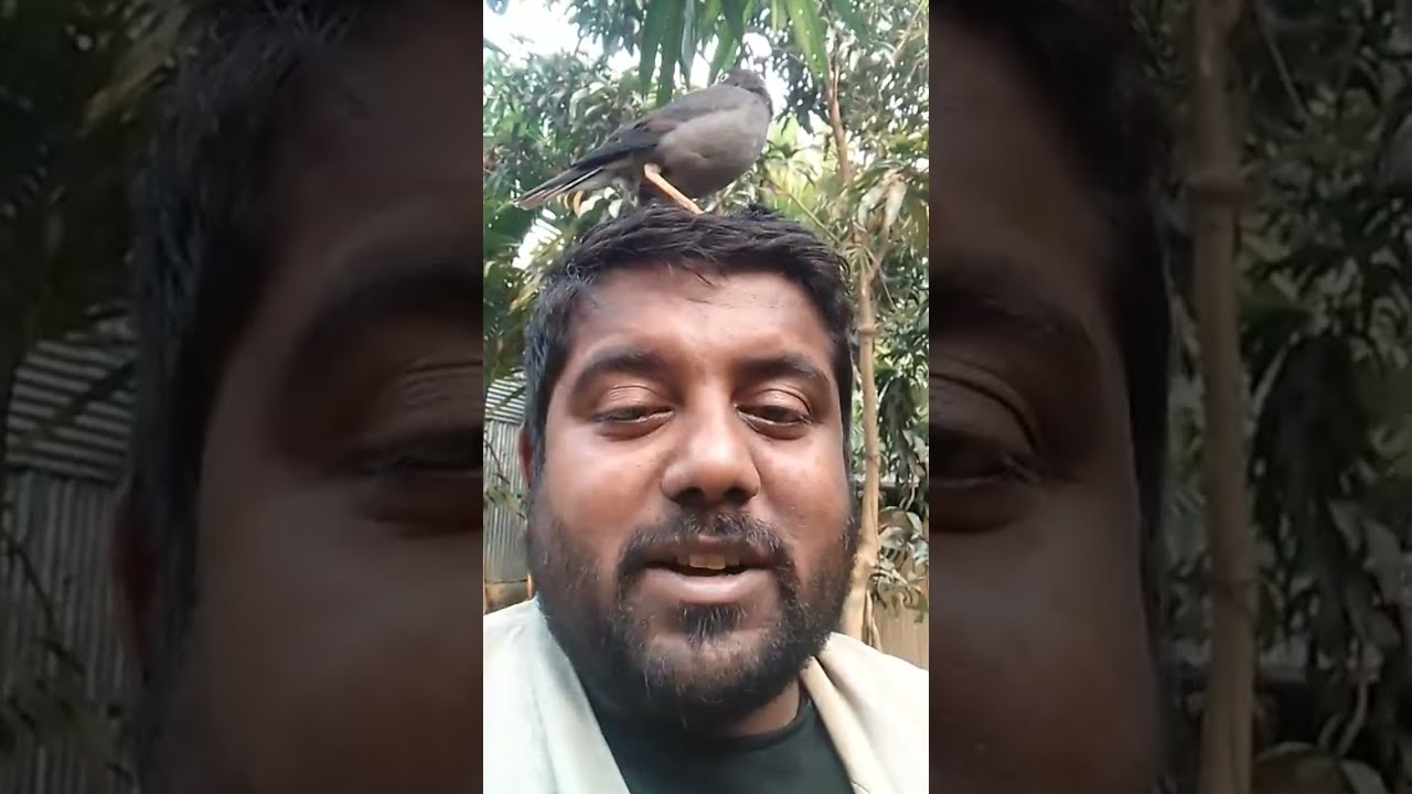 মিঠু শালিক পাখি ২৪ is live!মিঠু #youtubeshorts #youtube #ytshorts #funny