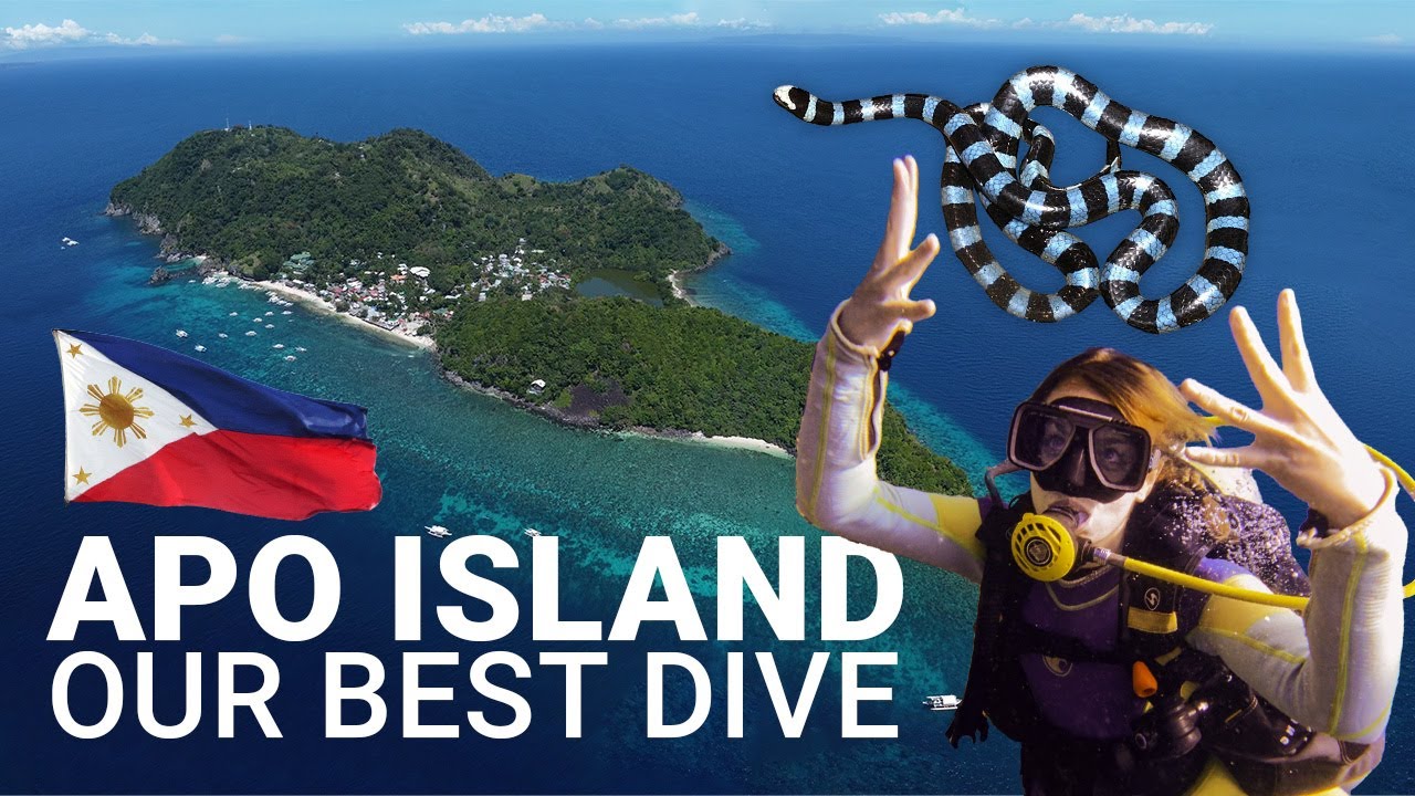 Our favorite dive ever | Scuba diving with venomous snakes in Apo Island, Philippines