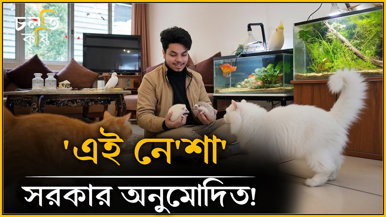 প্রাইভেট-কারে গরু দেখে যা হলো...! | চলতি কৃষি