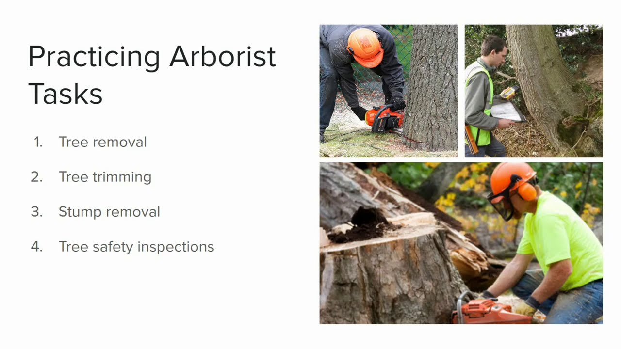 Consulting Arborists  Top Questions Answered