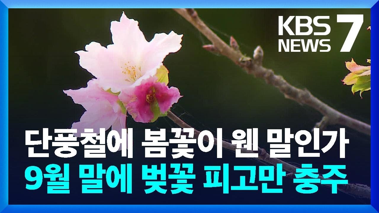 단풍철에 벚꽃이? 기승부린 폭염에 '이상 개화' 관측 / KBS  2024.09.25.