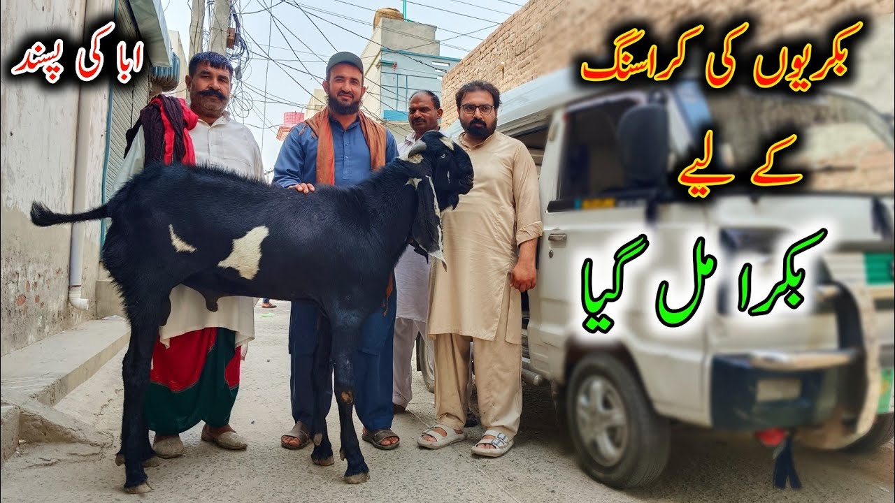 Breader Buck For The Crossing Of Our Goats || Breader Bkra