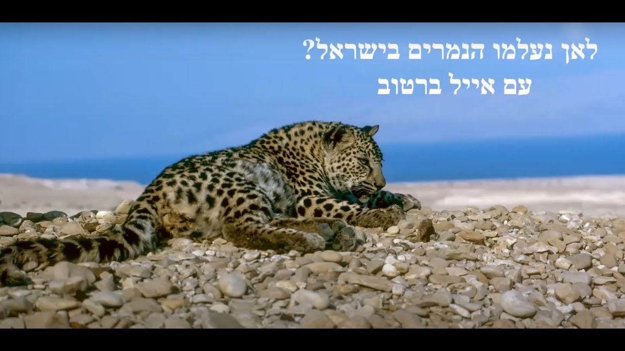 הקלטת הרצאת זום  נמרי מדבר יהודה והחתוליים הגדולים בעולם - מרצה: אייל ברטוב