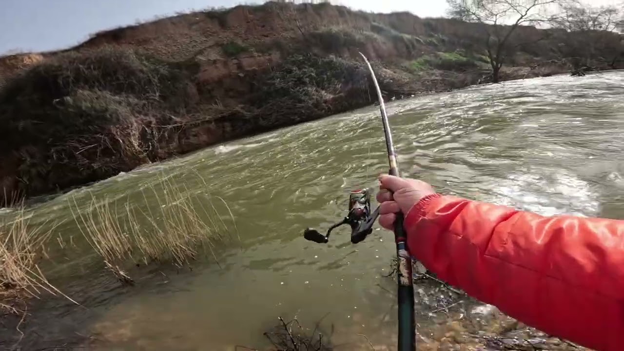 Barbo rubio