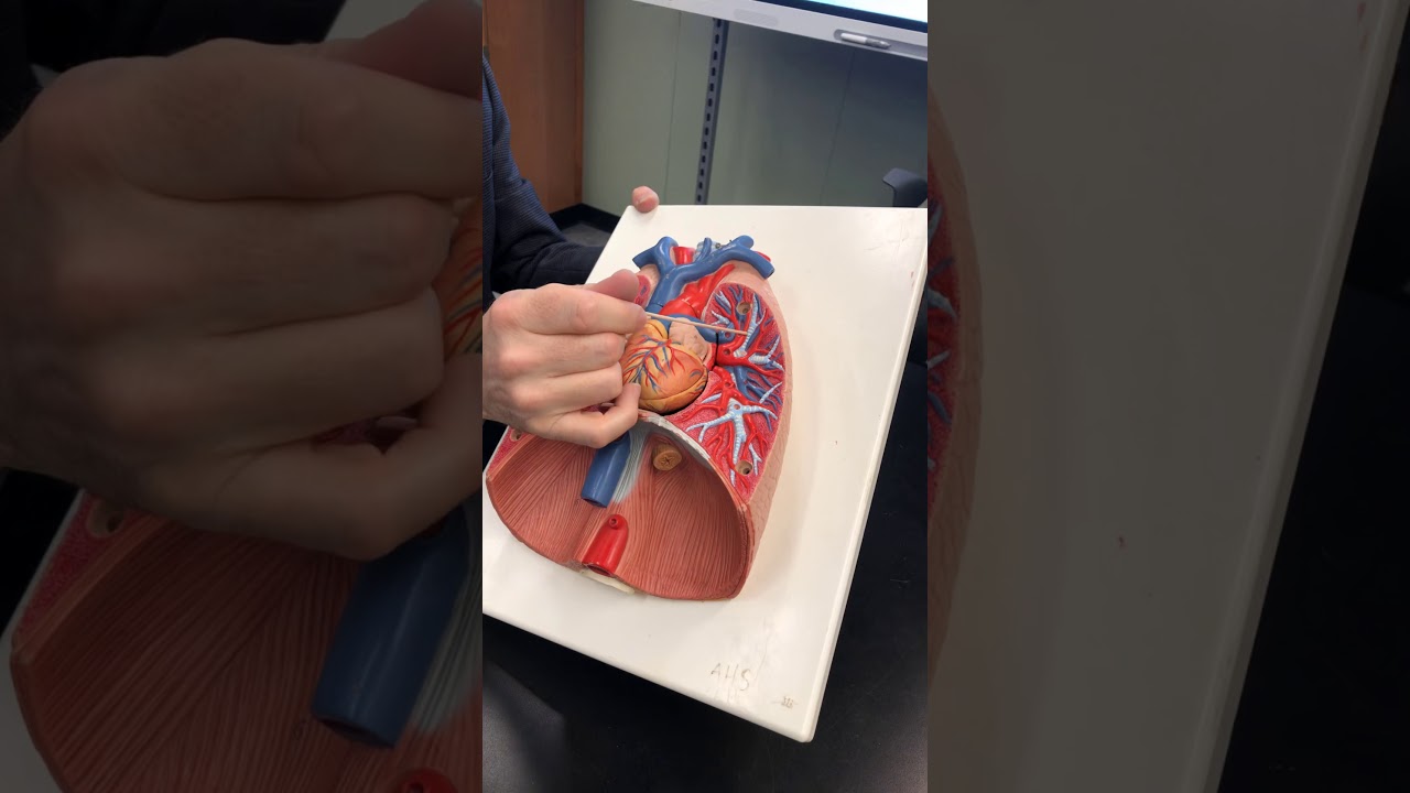 Pulmonary Circuit and Blood Flow
