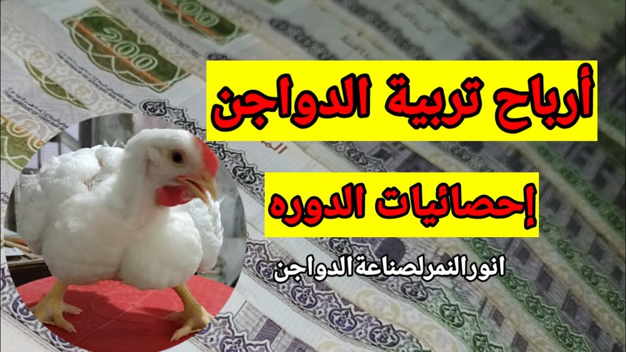 ارباح تربية الدواجن وإحصائيات الدوره/انورالنمرلصناعةالدواجن