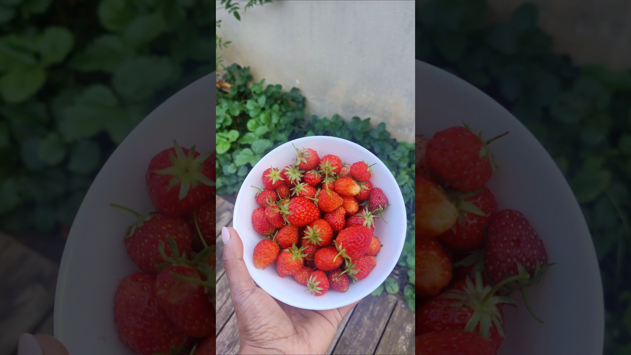 💥A bunch of Strawberries in the garden in France 🌟🍓 #tamil #gardening #strawberry
